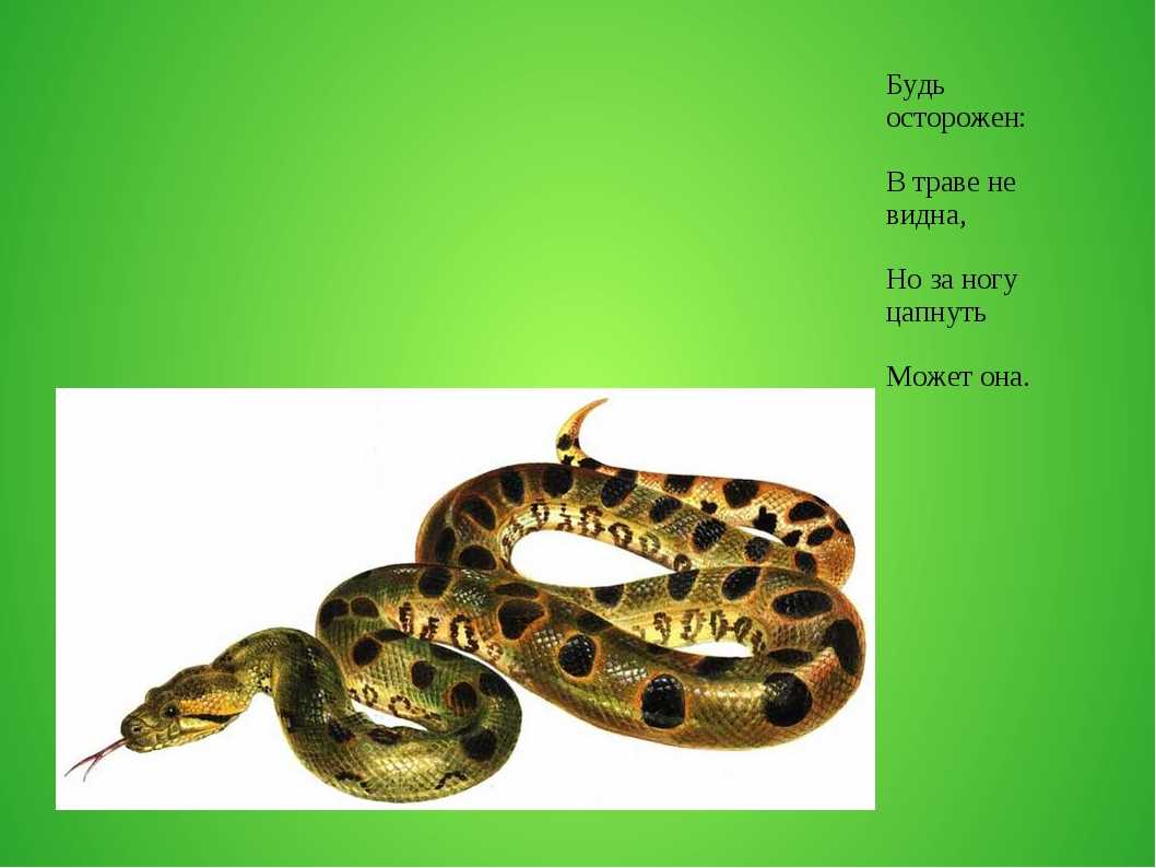 Загадка про полоз обыкновенный для детей. загадки про змею и ее разновидности