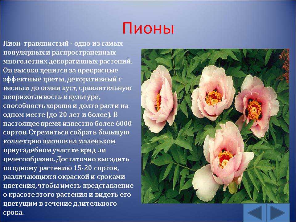 Текст описание про цветок