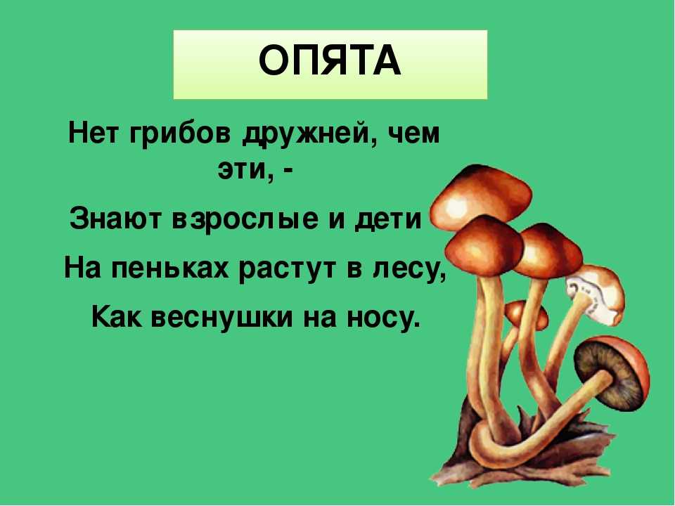 Загадки о грибах для детей начальной школы. загадки про грибы для детей