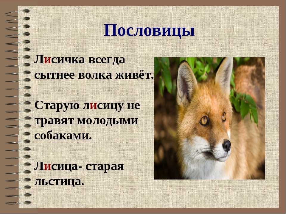 Написать fox. Пословицы про лису. Поговорки о животных.