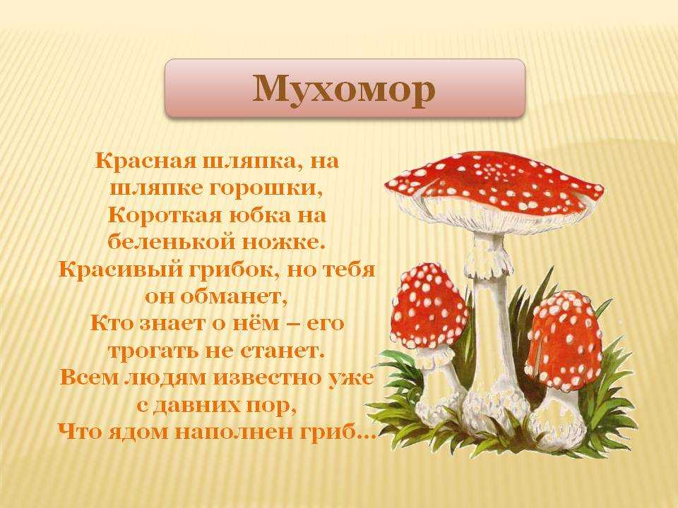 Информация про грибы. Стихотворение про грибы. Загадки про грибы с картинками. Стих про грибы для детей. Мухомор для детей.