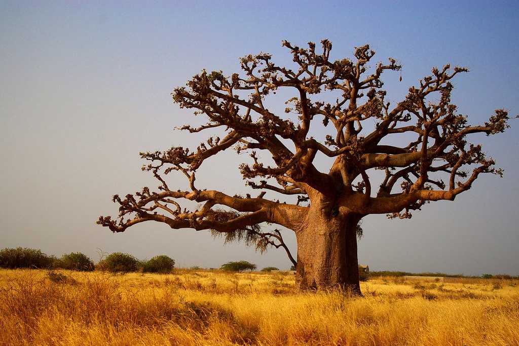 Плоды баобаба. баобаб живет несколько тысяч лет и постепенно уходит в землю. загадка про баобаб: какое дерево растет корнями вверх