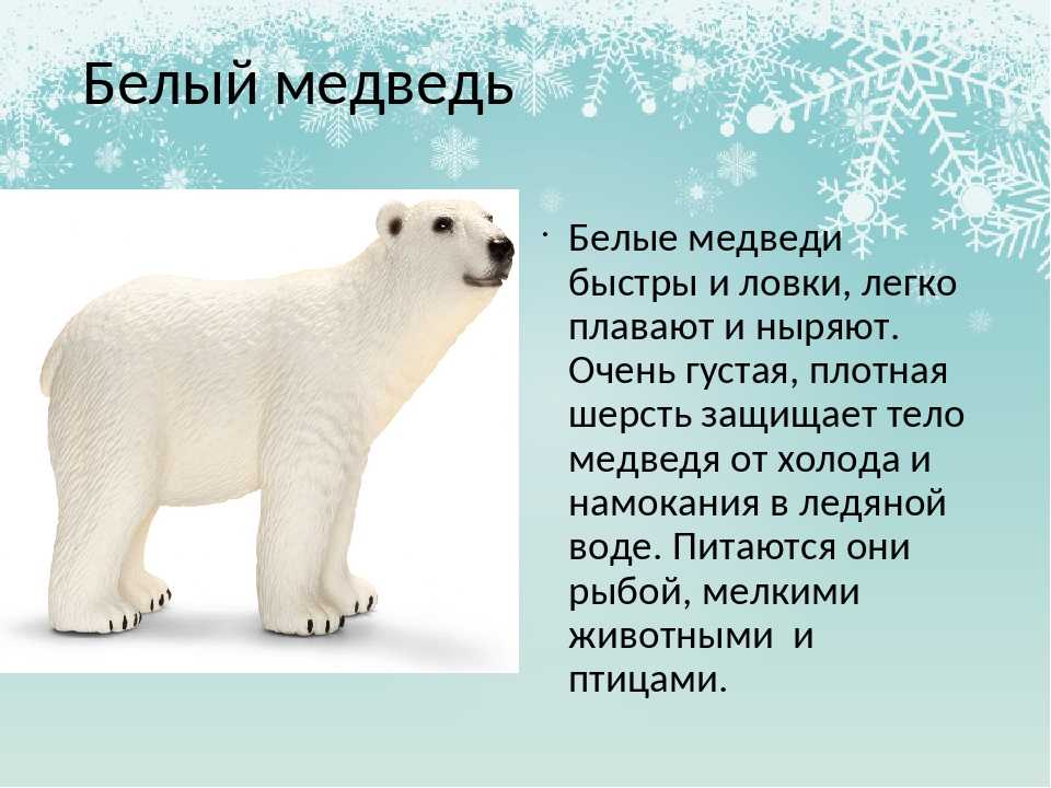На какой вопрос отвечает медведь. Сообщение о белом медведе. Рассказ о белом медведе. Белый медведь описание. Белый Медверь описание.