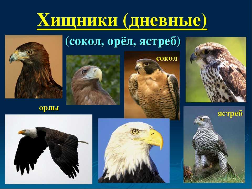 Хищные птицы. описание, названия, виды и фото хищных птиц | живность.ру