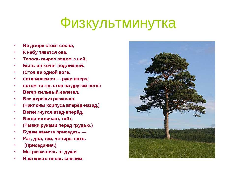 Загадки про синицу с ответами – 33 лучших! – ladyvi.ru