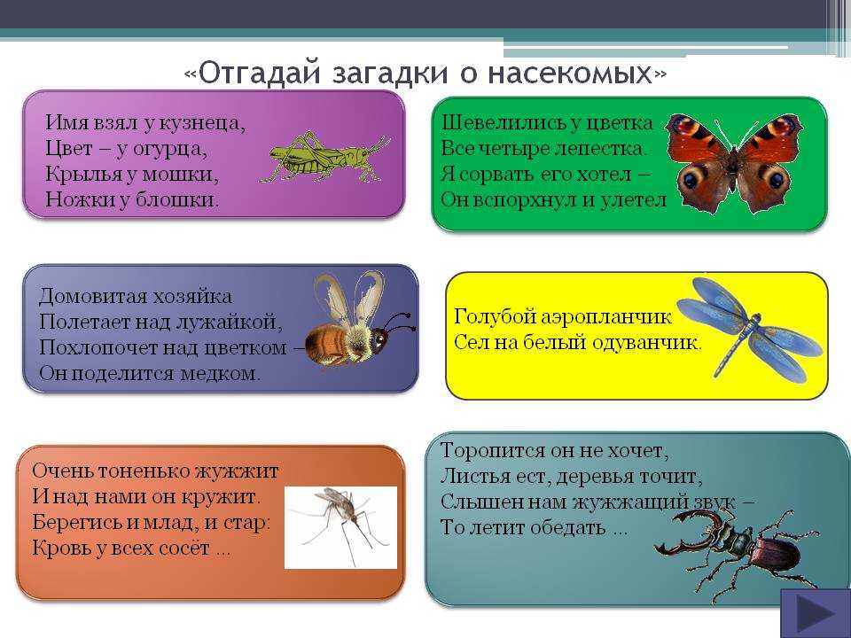 Загадки про насекомых