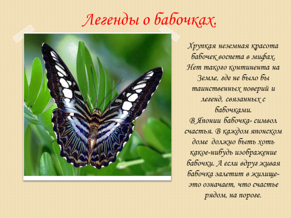 150 вдохновляющих цитат о бабочках, которые стоит изучить и поделиться