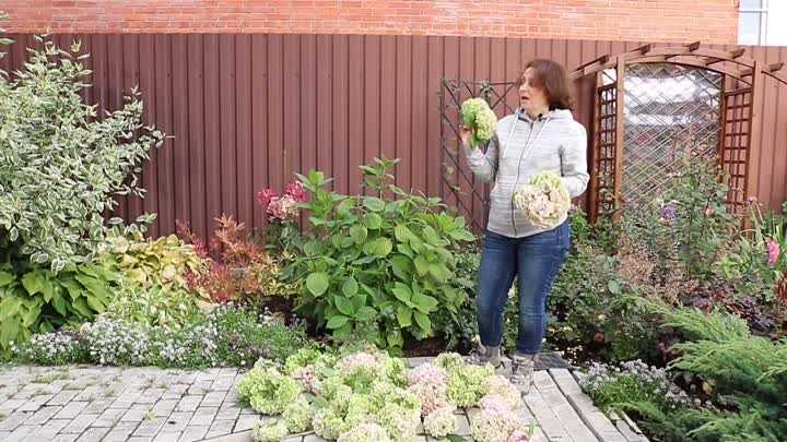 Какие растения можно сажать рядом с гортензиями, хорошее и плохое соседство - дзен дневник