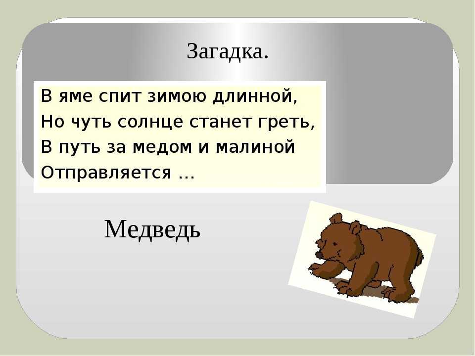 Загадки про медведя для детей