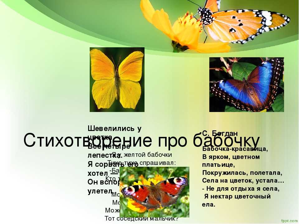 Красивые цитаты и статусы про бабочек