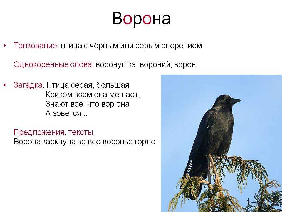 Ворона какая слова признаки