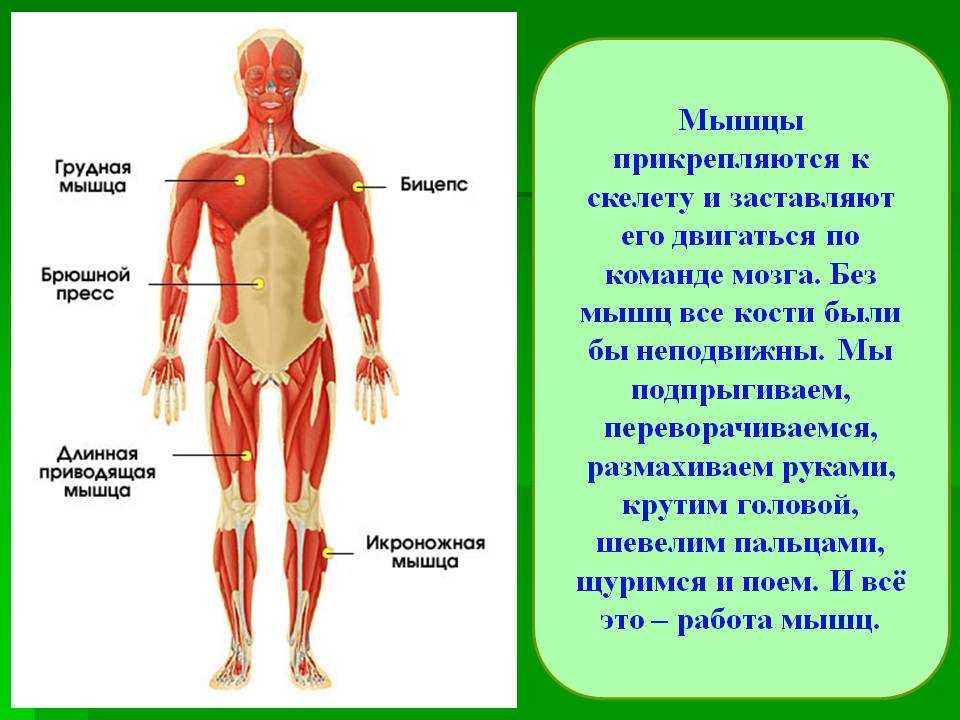 Части тела человека окружающий мир 4 класс. Мышечная система человека для детей. Мышечный скелет человека. Мышцы человека 3 класс. Мышцы человека для детей.