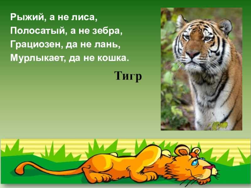 Загадки на новый год тигра для детей: с ответами, веселые, сложные и с подвохом / mama66.ru