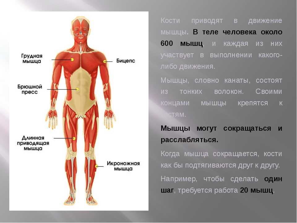 Какое количество мышц у человека. Мышцы человека информация. Части мышц человека. Мышцы человека 3 класс. Мышцы на теле человека.