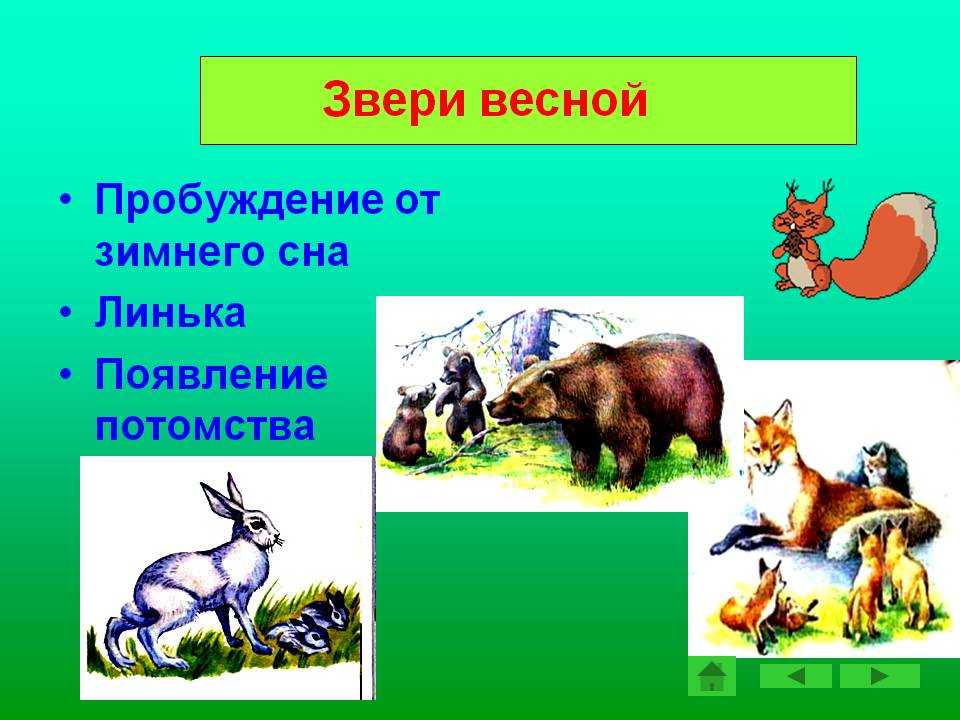 Занятие дикие животные весной. Животные весной для детей. Изменения в жизни животных весной. Дикие животные весной презентация для дошкольников.