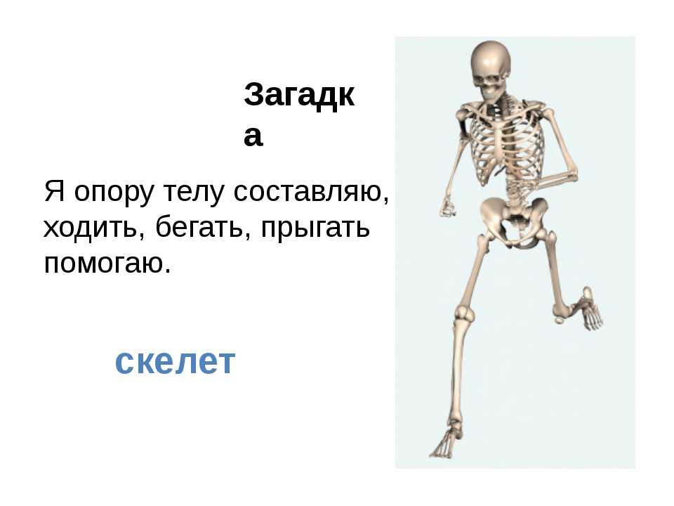 Про скелет человека. Скелет человека. Загадка про скелет. Скелет опора человека. Скелет человека для дошкольников.