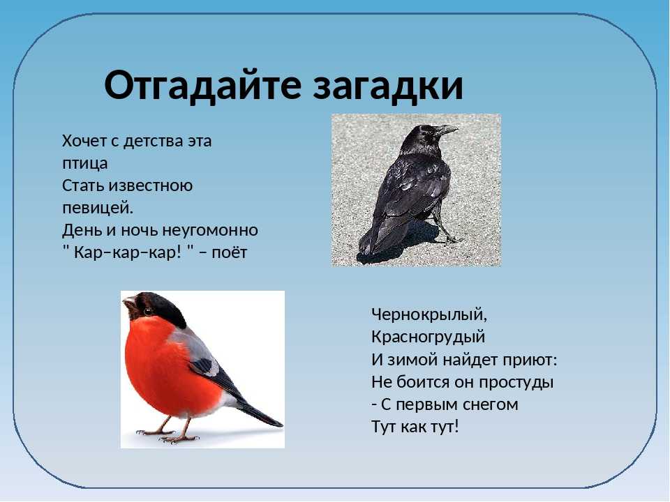 Загадки про птиц для детей 1 класса с ответами