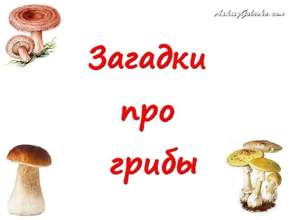 Загадки про грибы для детей