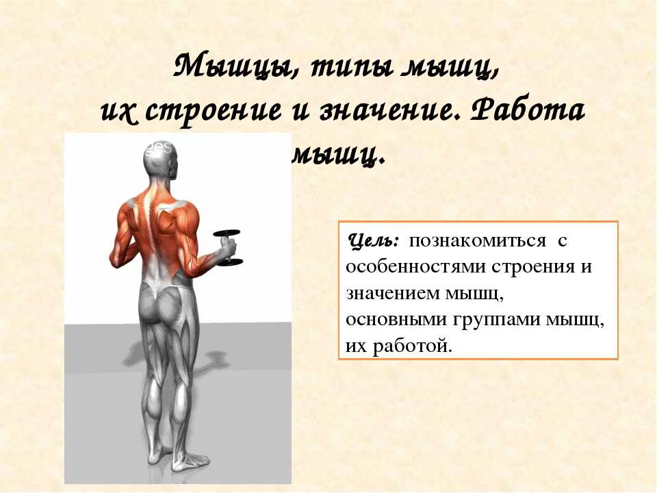 Каково значение мышечного чувства людей разных профессий. Работа мышц. Мышцы работа мышц. Строение и работа мышц. Работа мышц презентация.