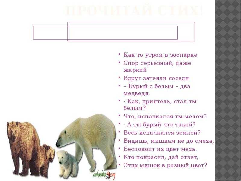 60 лучших загадок про косолапого медведя для детей