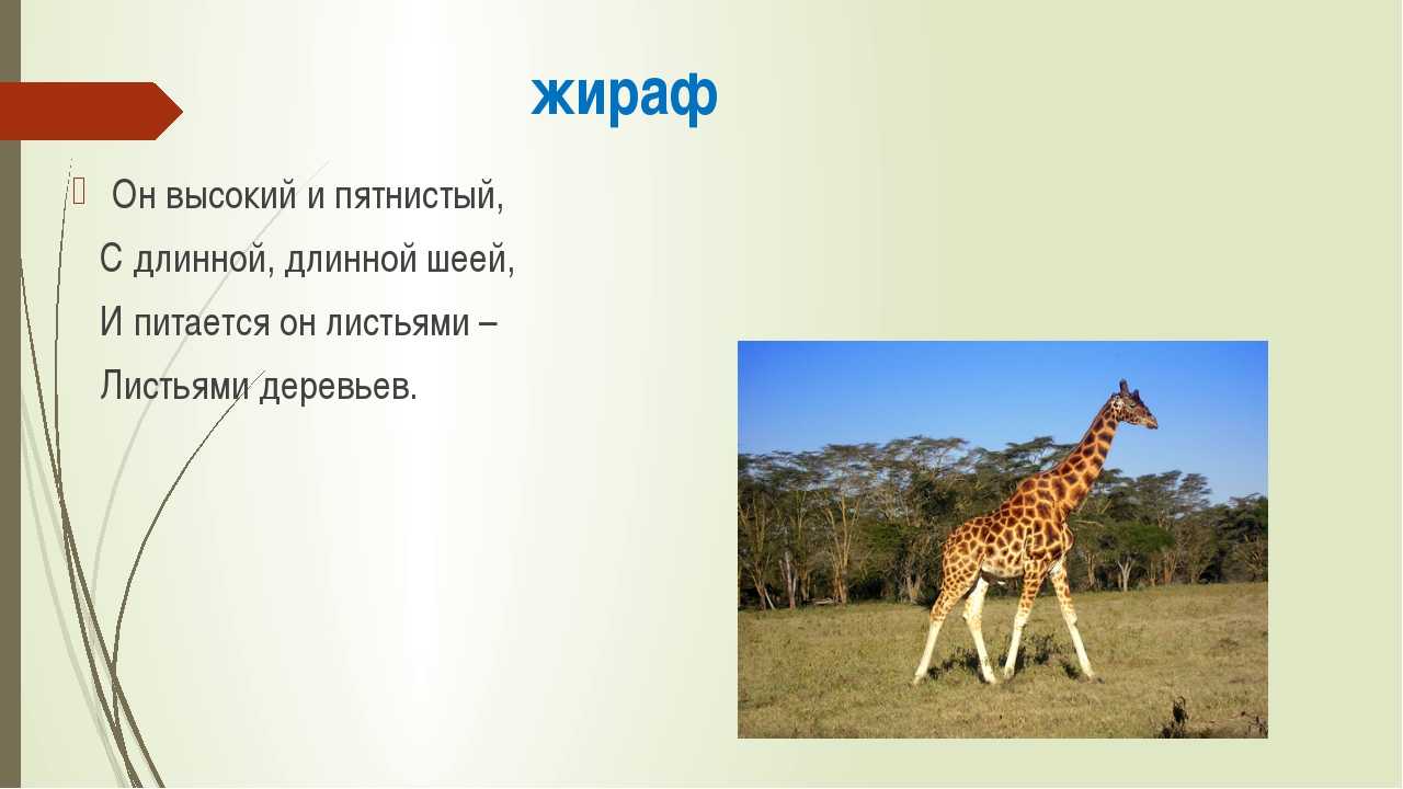 Какой тип развития характерен для жирафа