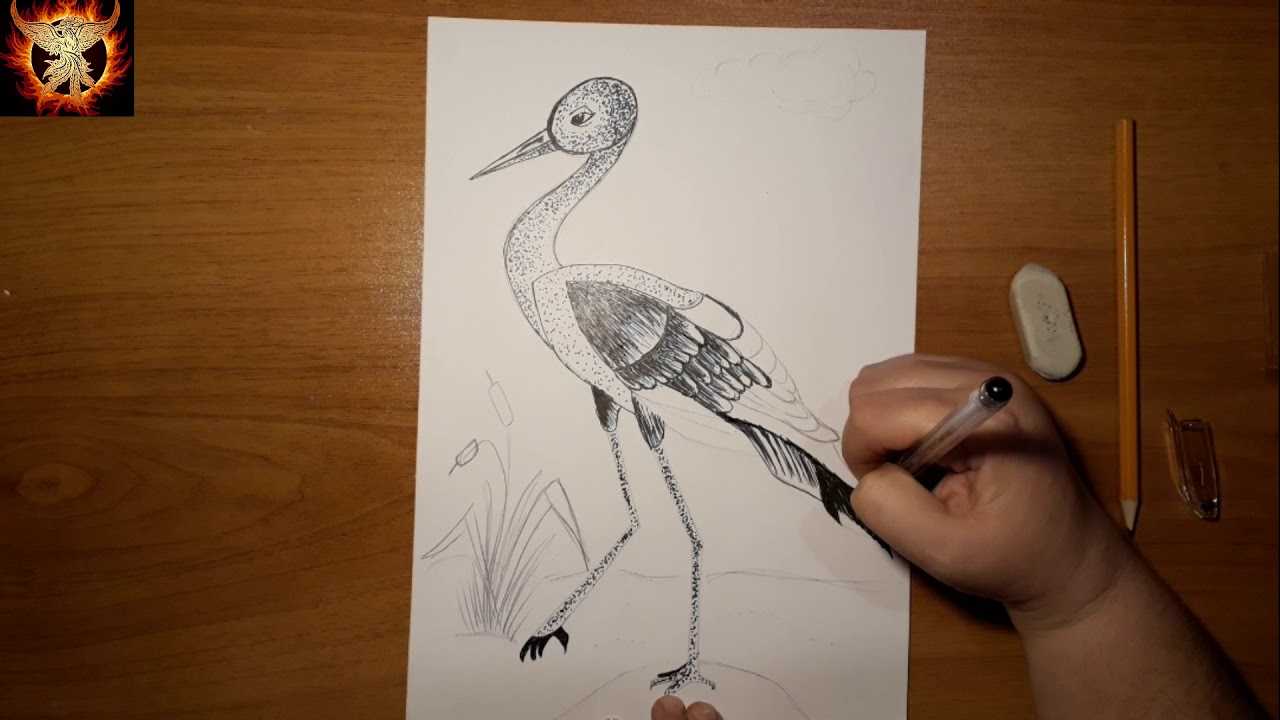 Как нарисовать цаплю поэтапно карандашом: уроки создания рисунков своими руками