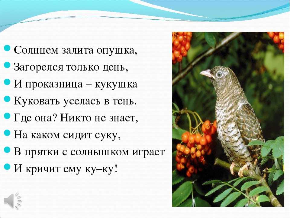 Загадки про кукушку с ответами – 40 самых лучших загадок – ladyvi.ru
